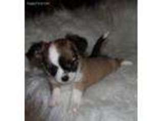 Chihuahua Puppy for sale in Deridder, LA, USA