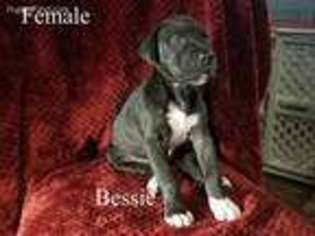 Great Dane Puppy for sale in Butler, PA, USA