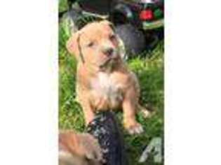 Mutt Puppy for sale in BORDENTOWN, NJ, USA