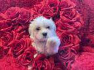 Maltese Puppy for sale in Liverpool, NY, USA
