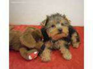 Yorkshire Terrier Puppy for sale in Mansfield, TX, USA