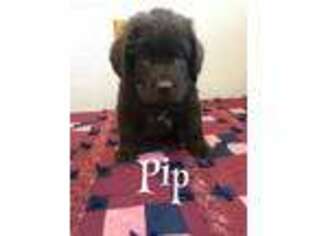 Newfoundland Puppy for sale in Black River Falls, WI, USA
