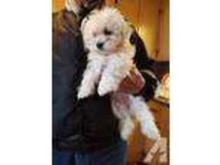 Havanese Puppy for sale in GRANITE FALLS, NC, USA