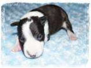 Bull Terrier Puppy for sale in Goshen, OH, USA