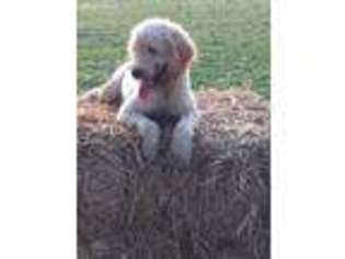 Labradoodle Puppy for sale in Osceola, AR, USA