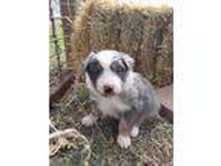 Australian Shepherd Puppy for sale in Lamar, MO, USA