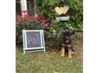 German Shepherd Dog Puppy for sale in Cartersville, GA, USA