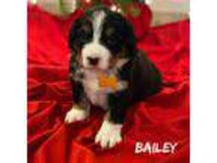 Bernese Mountain Dog Puppy for sale in Alum Bank, PA, USA