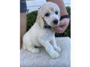 Mutt Puppy for sale in Bayside, TX, USA