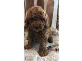 Labradoodle Puppy for sale in Forksville, PA, USA