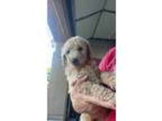 Goldendoodle Puppy for sale in Gilbert, AZ, USA