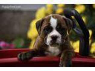 Bulldog Puppy for sale in Bremen, IN, USA