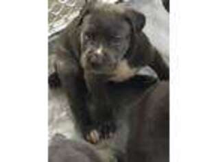 Cane Corso Puppy for sale in Suitland, MD, USA