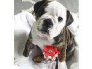 Bulldog Puppy for sale in Enola, AR, USA