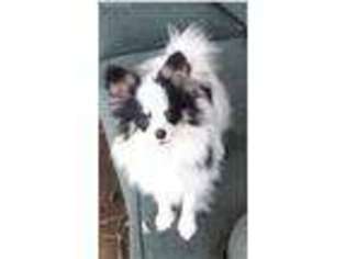Papillon Puppy for sale in Midland, AR, USA