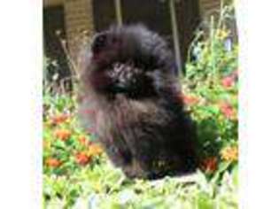 Pomeranian Puppy for sale in Memphis, MI, USA