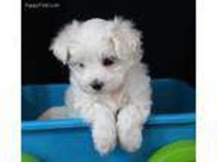 Maltese Puppy for sale in Greenville, TX, USA