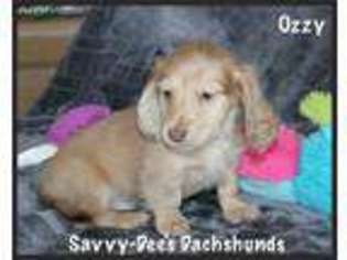 Dachshund Puppy for sale in Searcy, AR, USA