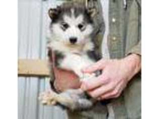 Alaskan Malamute Puppy for sale in Effingham, IL, USA