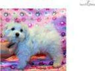 Maltese Puppy for sale in Charleston, WV, USA