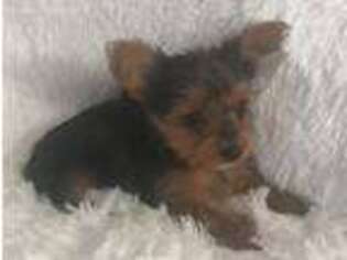 Yorkshire Terrier Puppy for sale in Greenwood, SC, USA