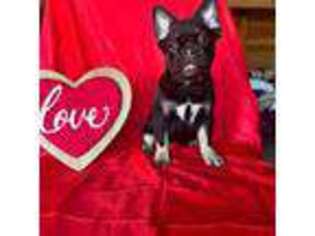 French Bulldog Puppy for sale in Mayslick, KY, USA