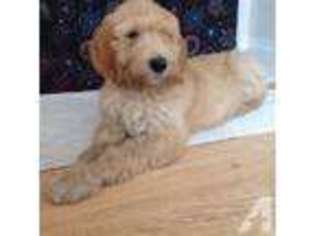 Labradoodle Puppy for sale in FORT MYERS, FL, USA