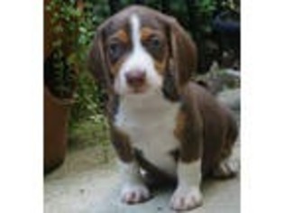 Beagle Puppy for sale in Charlotte, NC, USA