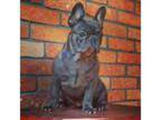 French Bulldog Puppy for sale in Woodlake, CA, USA