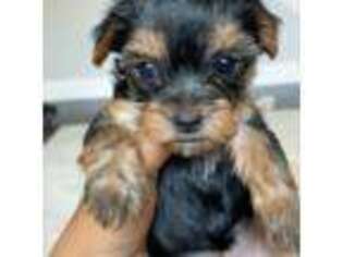 Yorkshire Terrier Puppy for sale in Acworth, GA, USA