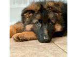 German Shepherd Dog Puppy for sale in Covington, LA, USA
