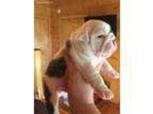 Bulldog Puppy for sale in Oneida, KY, USA