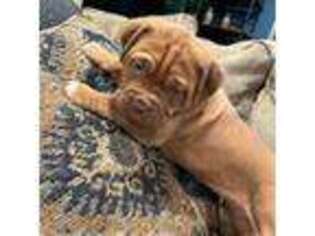 American Bull Dogue De Bordeaux Puppy for sale in Glasgow, KY, USA