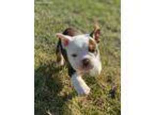 Bulldog Puppy for sale in Woodland, CA, USA