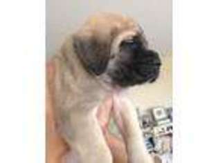 Mastiff Puppy for sale in PERRIS, CA, USA