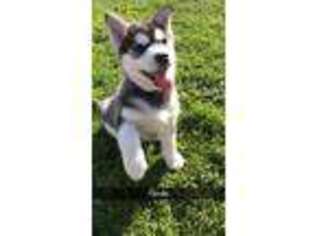 Siberian Husky Puppy for sale in Mount Vernon, WA, USA