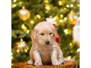 Golden Retriever Puppy for sale in King City, CA, USA