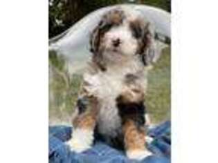 Dogo Argentino Puppy for sale in Goshen, IN, USA