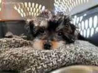 Yorkshire Terrier Puppy for sale in San Francisco, CA, USA