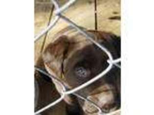 Labrador Retriever Puppy for sale in Roanoke, VA, USA