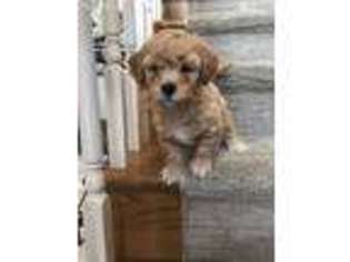 Havanese Puppy for sale in Hampshire, IL, USA