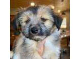 Havanese Puppy for sale in Lovingston, VA, USA
