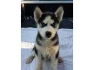 Siberian Husky Puppy for sale in Muldrow, OK, USA