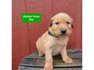 Golden Retriever Puppy for sale in Gouverneur, NY, USA