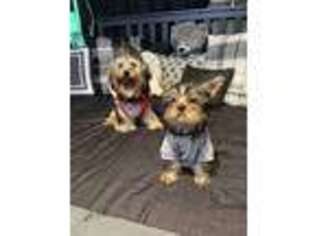 Yorkshire Terrier Puppy for sale in Chester, PA, USA