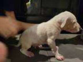 Dogo Argentino Puppy for sale in Sanford, NC, USA