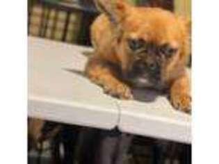 French Bulldog Puppy for sale in Lithonia, GA, USA