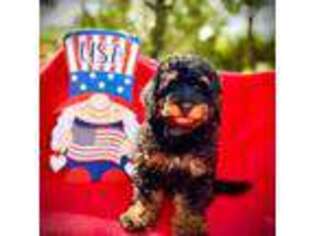 Mutt Puppy for sale in Land O Lakes, FL, USA