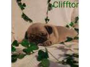 Pug Puppy for sale in Kershaw, SC, USA