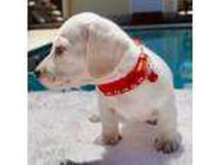 Dachshund Puppy for sale in El Cajon, CA, USA